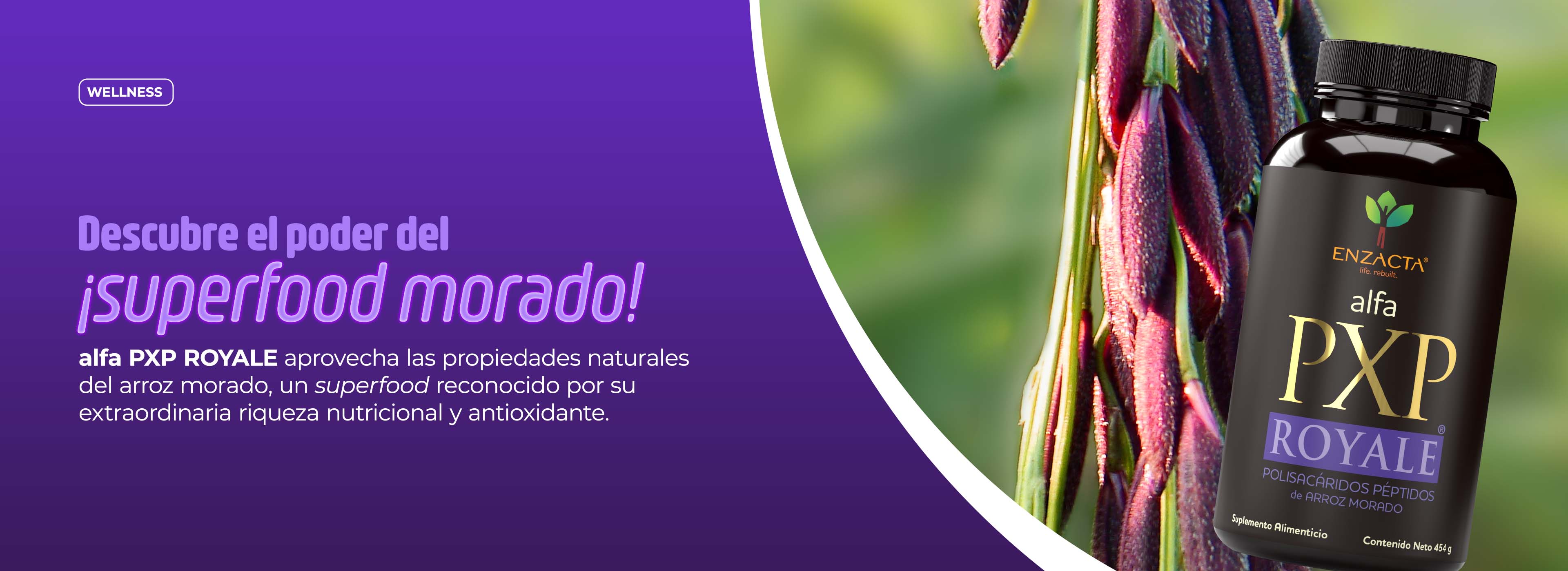 Banner-WP-H-ROYALE