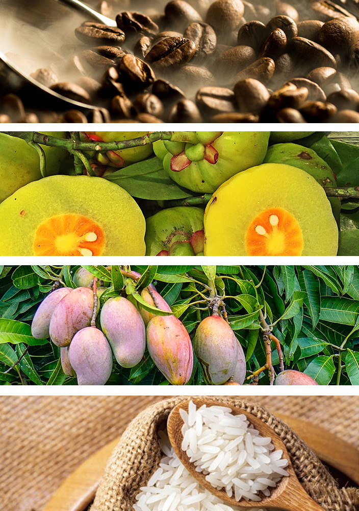 Main ingredients of Café LITE Blend